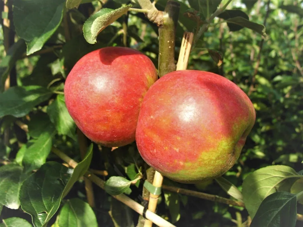 Apfel "Roter Boskoop" Halbstamm, im 10L-Container
