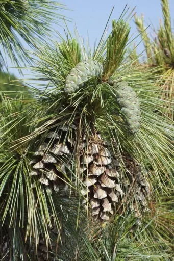 Zapfenkiefer Wiethorst - Pinus schwerinii - 7.5 L Topf 40-50 cm
