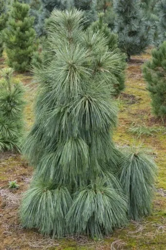 Zapfenkiefer Wiethorst - Pinus schwerinii - 7.5 L Topf 40-50 cm