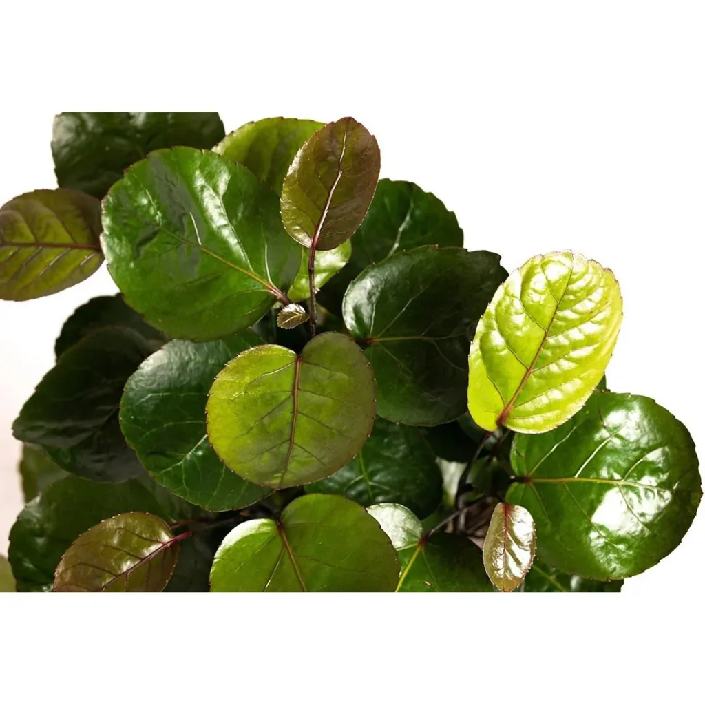 Aufblühende Aralie - Polyscias Fabian - Groß - 55-65Cm - 2 Stück