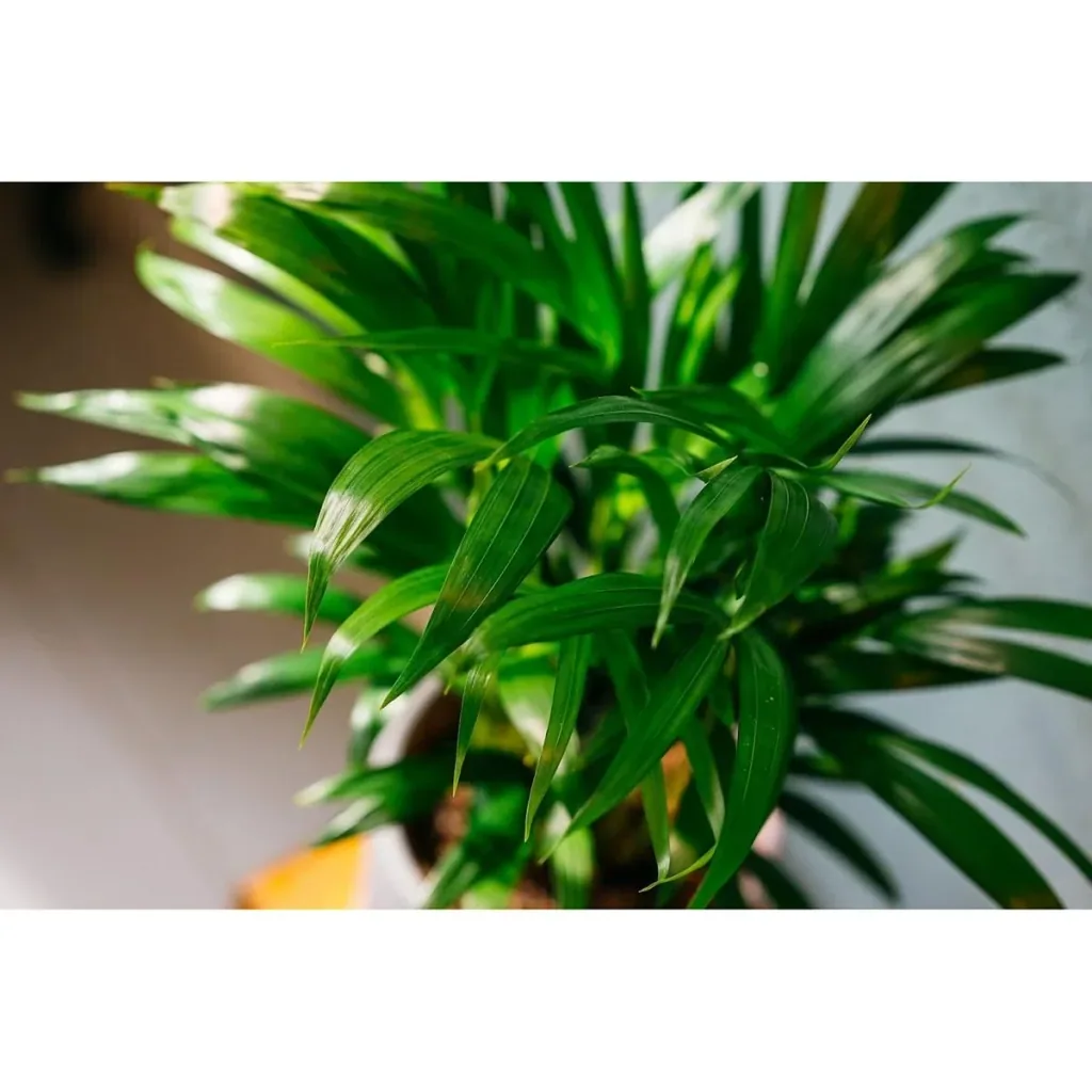Aufblühende Arecapalme - Goldpalme - Dypsis Lutescens Areca - Groß - 65-70 cm - 2 Stück