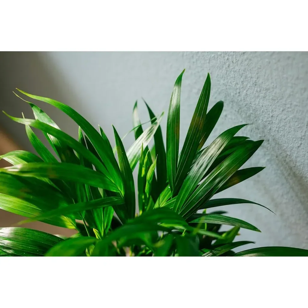 Aufblühende Arecapalme - Goldpalme - Dypsis Lutescens Areca - Groß - 65-70 cm - 2 Stück