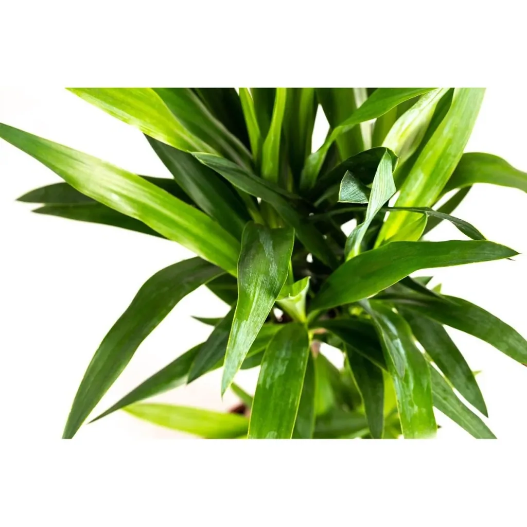 Aufblühende Arecapalme - Goldpalme - Dypsis Lutescens Areca - Groß - 65-70 cm - 2 Stück