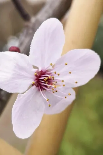 Blutpflaume Prunus cerasifera Nigra - 7 L Topf 80-100 cm