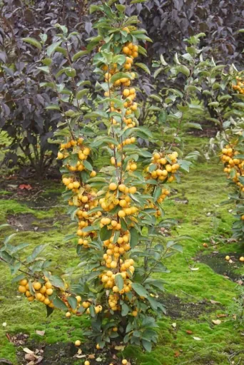 Zierapfel Golden Hornet Malus - Solitär mit Ballen 150-200 cm