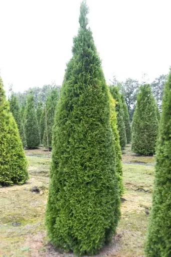 Lebensbaum Smaragd - Thuja occidentalis - 7.5 L Topf 80-100 cm
