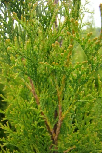 Lebensbaum Smaragd - Thuja occidentalis - 7.5 L Topf 80-100 cm