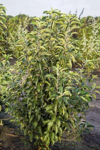 Zierapfel Red Sentinel Malus - 7 L Topf 80-100 cm