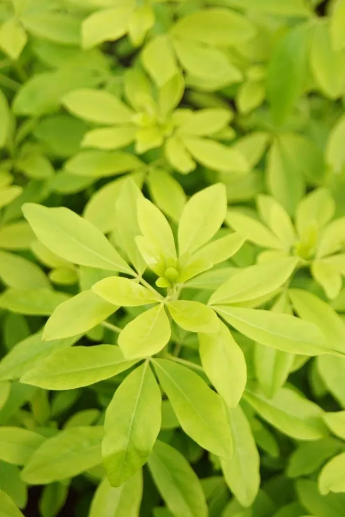 Orangenblume Brica - Choisya ternata - 7 L Topf 40-60 cm ""
