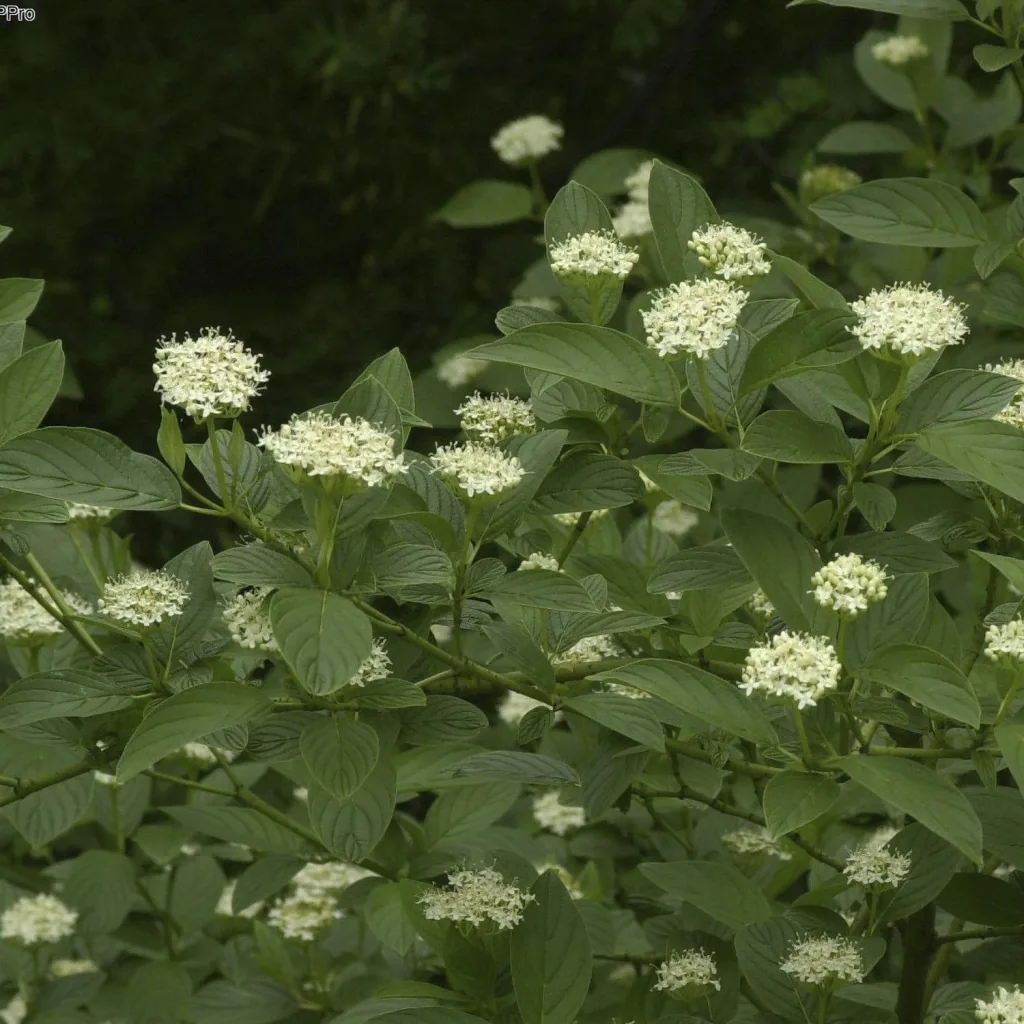 Gelbholz-Hartriegel Flaviramea - Cornus sericea - 12 L Topf 100-125 cm