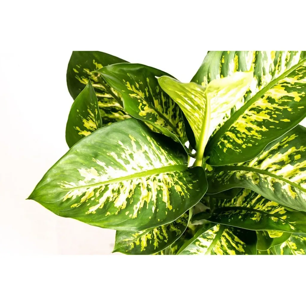 Flower-up Dieffenbachia Reeva Large - 60-65cm - 1 Stück