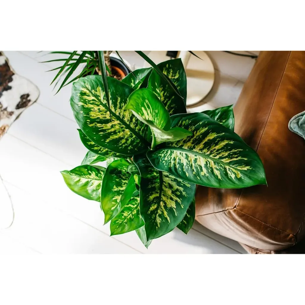 Flower-up Dieffenbachia Reeva Large - 60-65cm - 1 Stück
