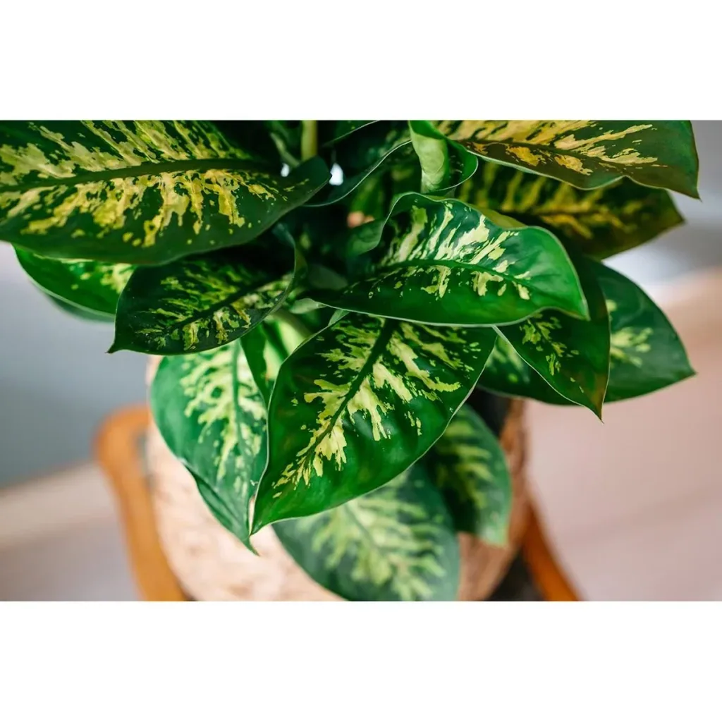 Flower-up Dieffenbachia Reeva Large - 60-65cm - 1 Stück
