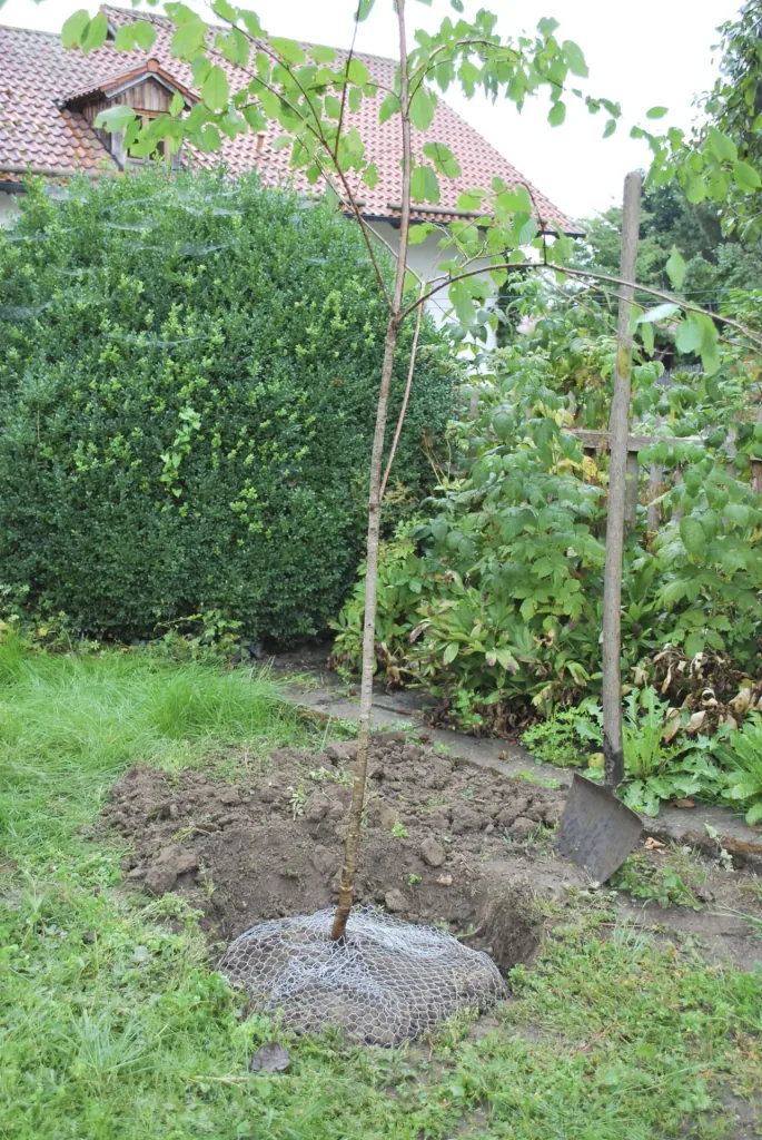 Wühlmauskorb groß