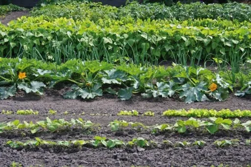 Sämaschine "Super Seeder" inkl. 6 Säscheiben