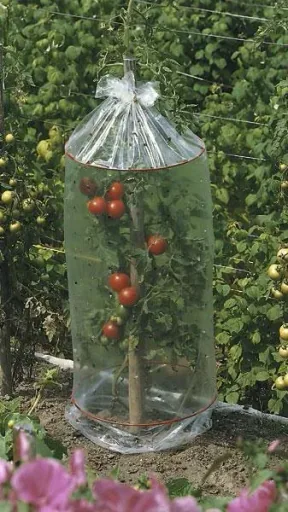 Tomaten Schutzhauben 3 x 3er Set