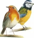 Streufutter 1 kg, Wildvogel Müsli