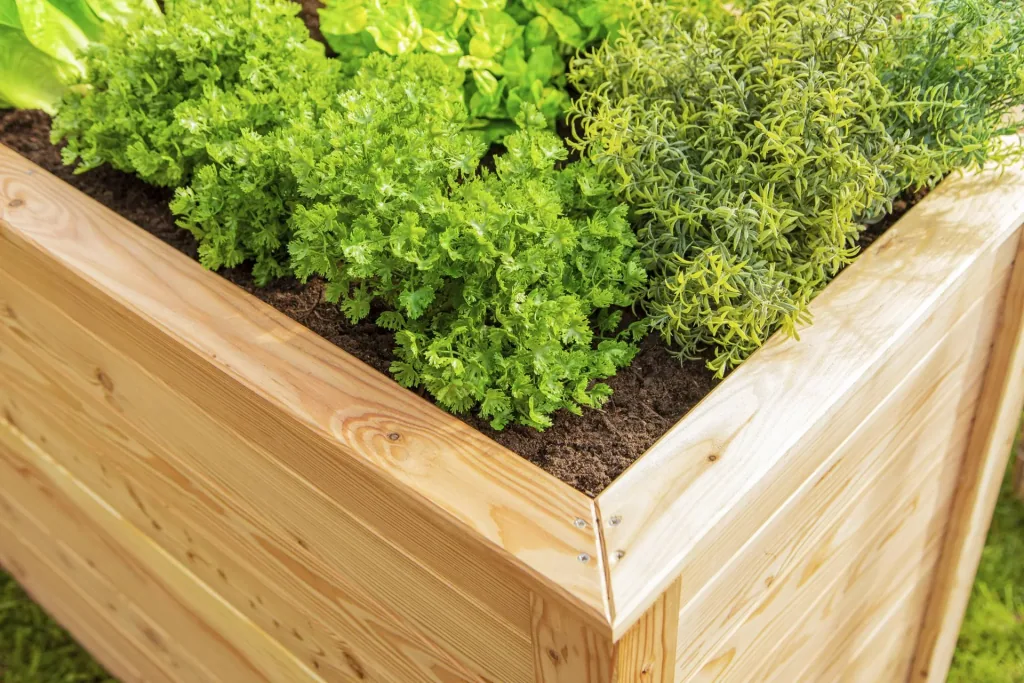Westmann Hochbeet Klassik 130, 130×65×84 cm, Natur – FSC-Lärchenholz, rückenschonend