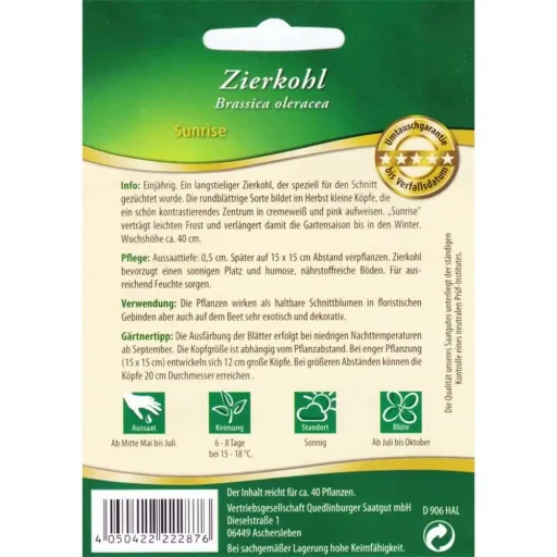 Zierkohl Sunrise kaufen, winterhart & pflegeleicht