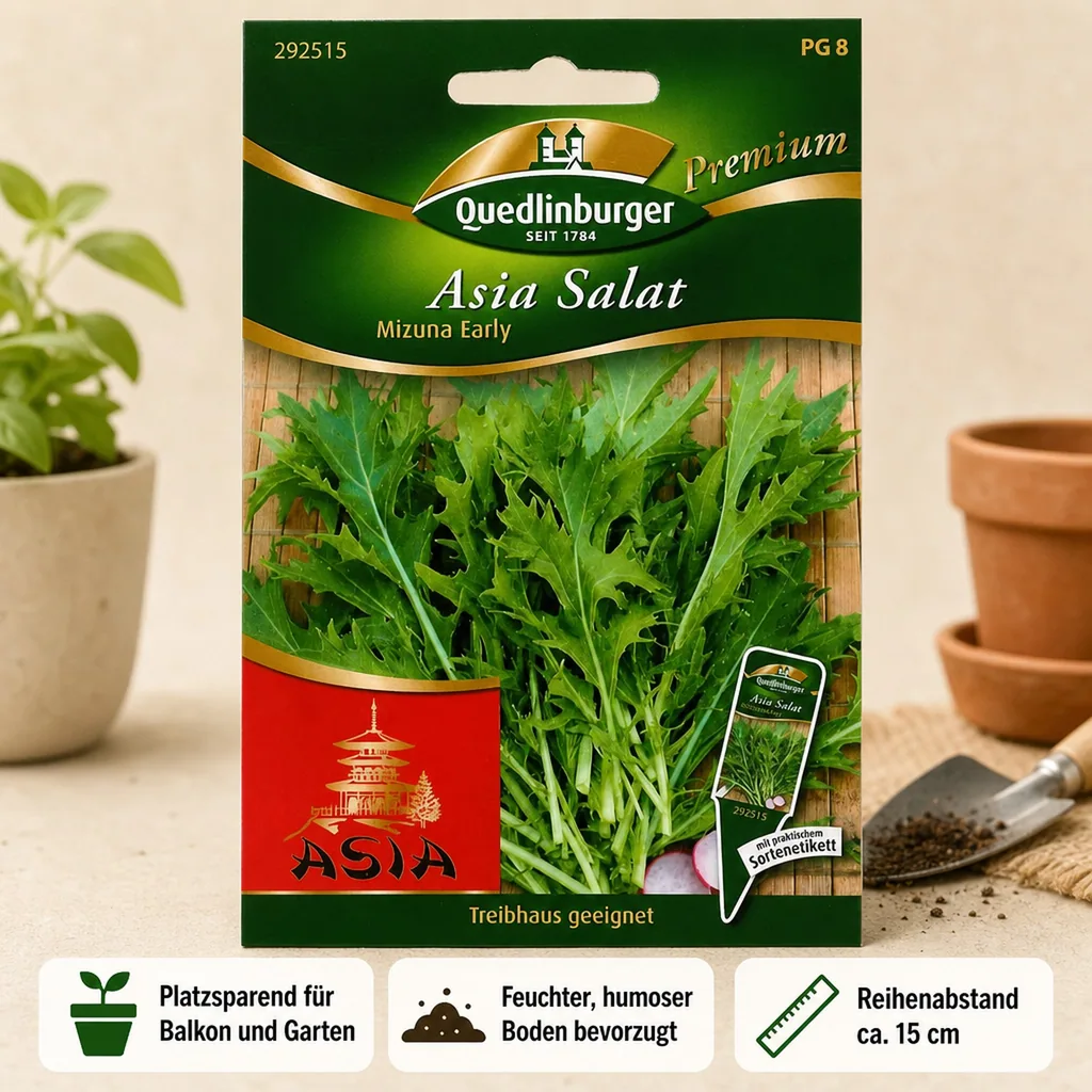 Asiasalat, Mizuna Salat, Salatsamen, Blattgemüse, Early