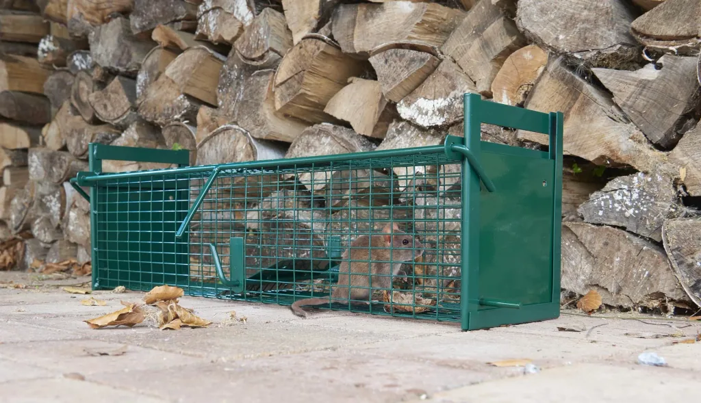 Ratten Lebendfalle mit 2 Eingängen