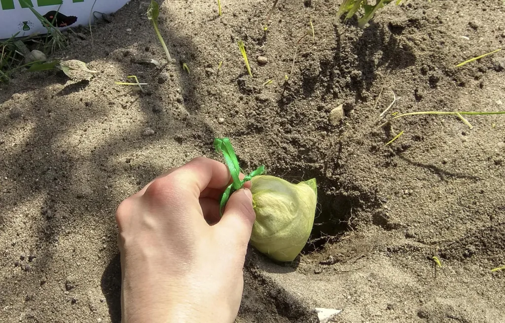 Maulwurfabwehr 10 Stück