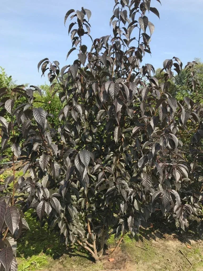 Nelkenkirsche japanisch Royal Burgundy - Prunus serrulata - 7 L Topf 60-80 cm