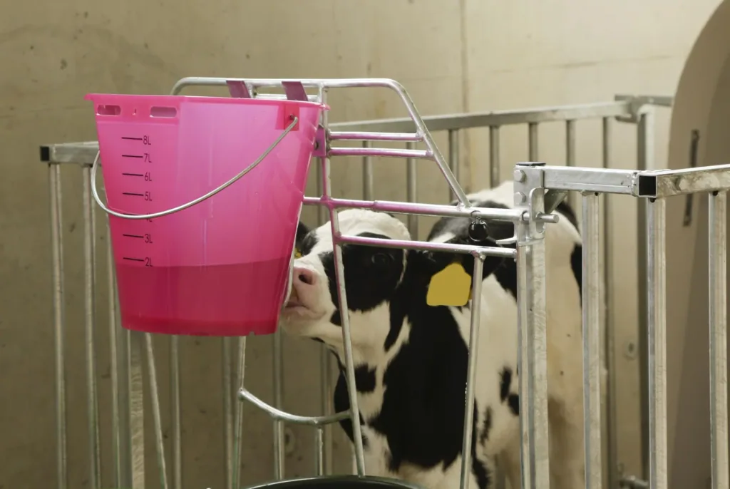 Kälber Tränkeeimer 8 l, rosa transparent mit Skala