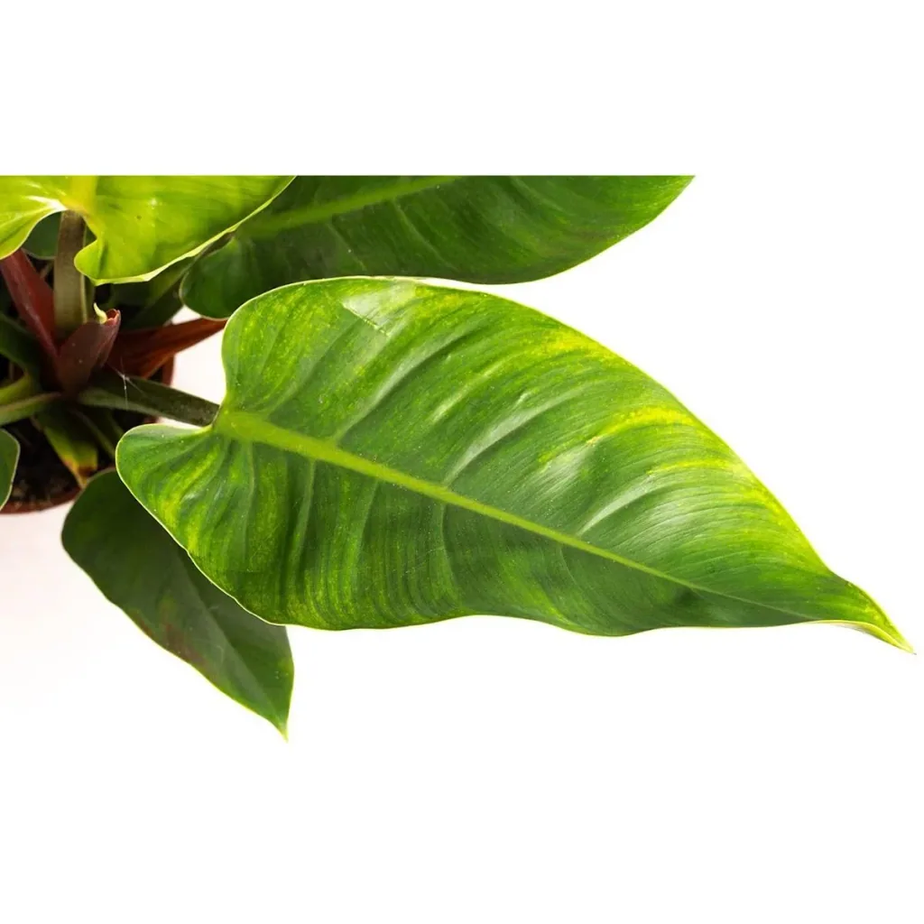 Aufblühender Philondendron Imperial Grün Groß - 50-60 Cm - 2 Stück