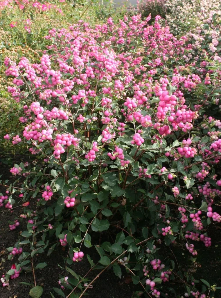 Schneebeere, Symphoricarpos door. "Magical Candy'", 4,6 Liter Topf, 50-60 cm hoch, 3er-Set