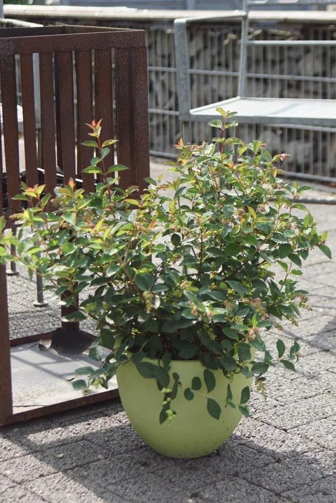 Schneebeere, Symphoricarpos door. "Magical Candy'", 4,6 Liter Topf, 50-60 cm hoch, 3er-Set