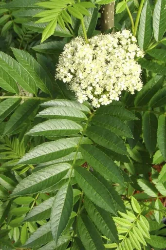Gewöhnliche Eberesche Sorbus aucuparia - 7.5 L Topf 80-100 cm