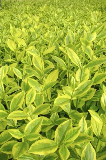 Goldliguster Ligustrum ovalifolium Aureum - 12 L Topf 100-125 cm