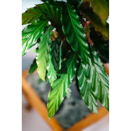 Aufblühende Pfauenpflanze - Calathea Rufibarba - Groß - 50-60Cm - 2 Stück