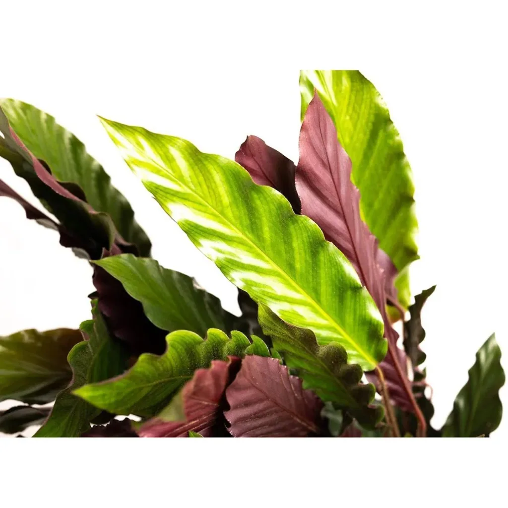 Aufblühende Pfauenpflanze - Calathea Rufibarba - Groß - 50-60Cm - 2 Stück