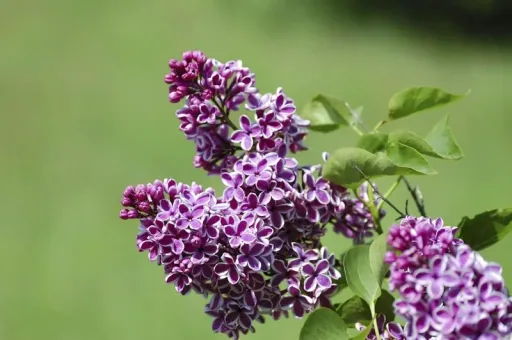 Edelflieder Sensation - Syringa vulg. - 12 L Topf 80-100 cm