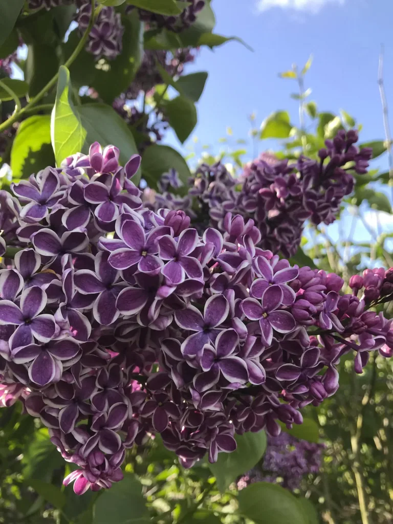Edelflieder Sensation - Syringa vulg. - 12 L Topf 80-100 cm