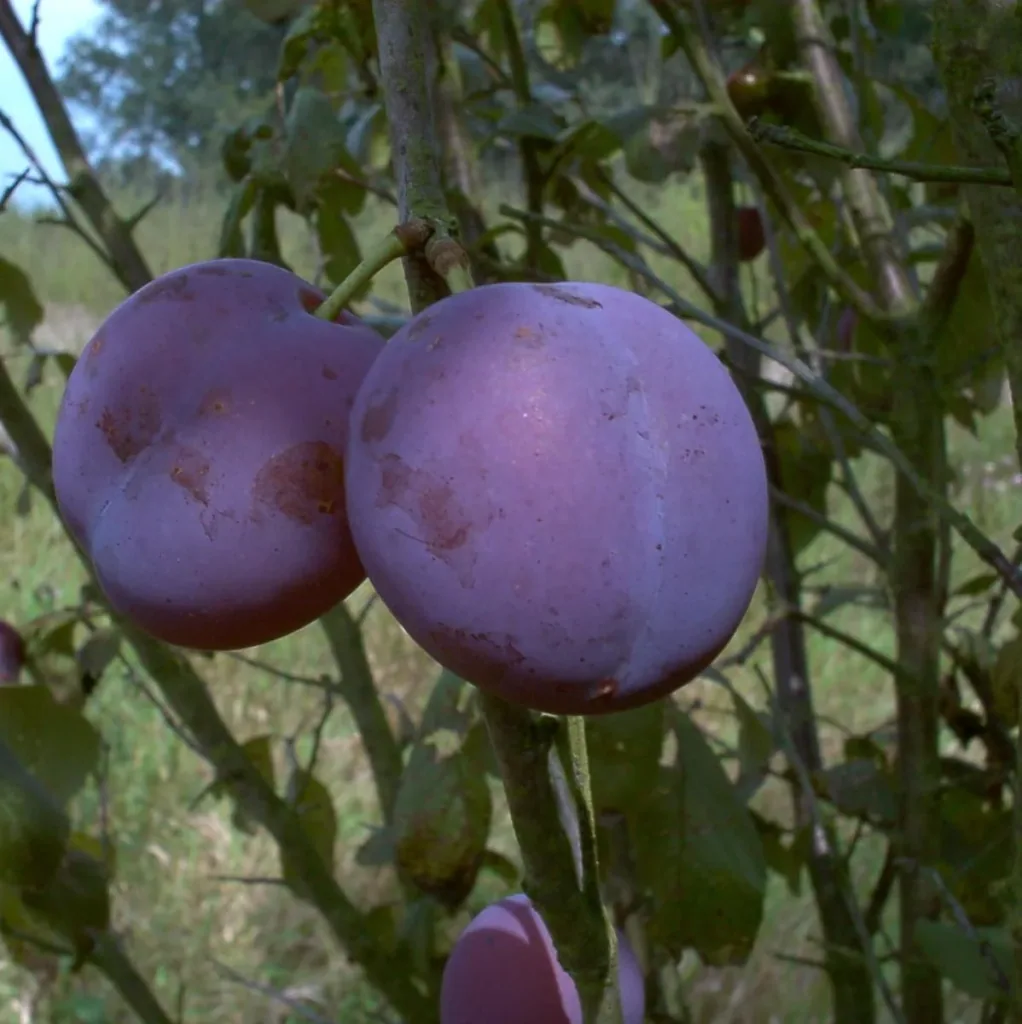 Pflaume "Bühler Frühzwetsche" Busch, im 10L-Container, süß, saftig