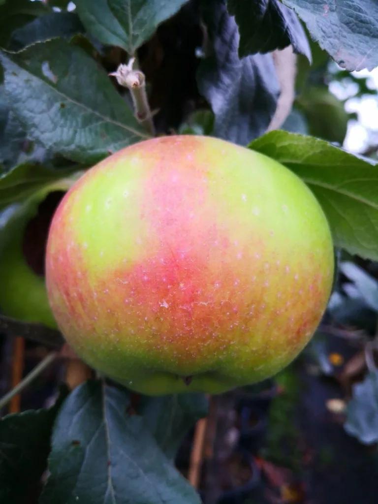 Apfel "Jakob Lebel" Busch im 5L-Container