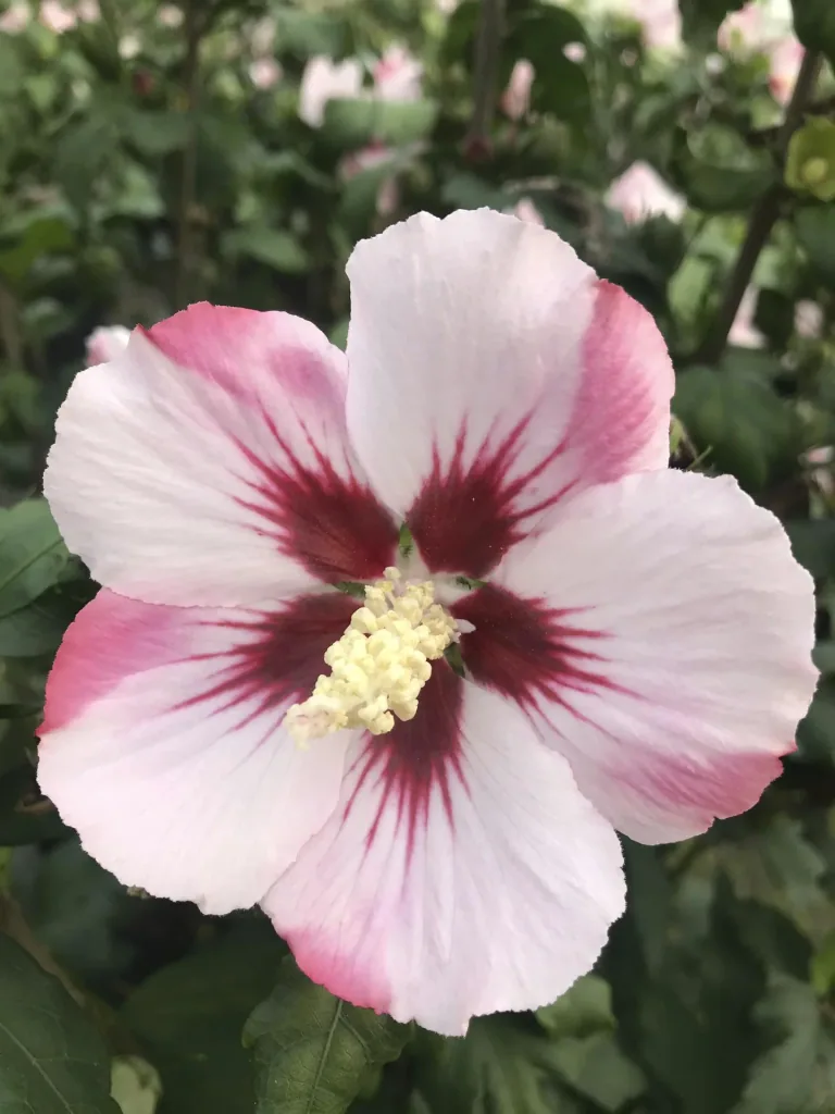 Garteneibisch Hamabo - Hibiscus syriacus - 7.5 L Topf 70-80 cm
