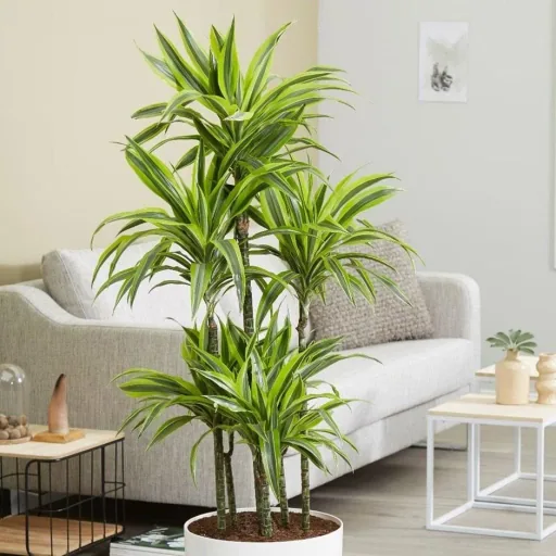 Blühender Drachenbaum - Dracaena - 4 Stück - 25 -35 Cm (2x Dracaena 'Lemon Lime' & 2x Dracaena 'Compacta')
