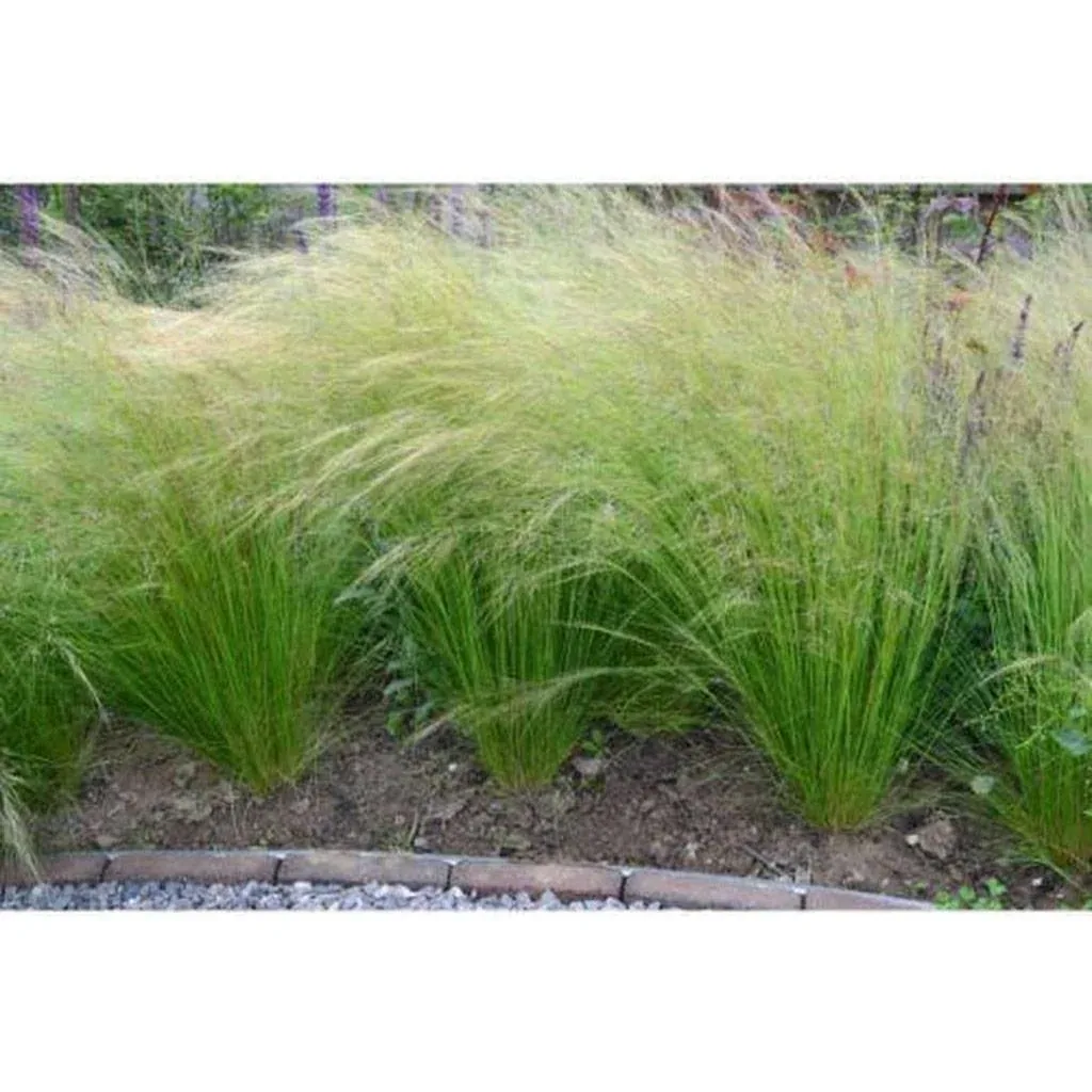 Flower-up 4er Set Stipa Pferdeschwanz Federgras - 40-50 cm - Wintergrün