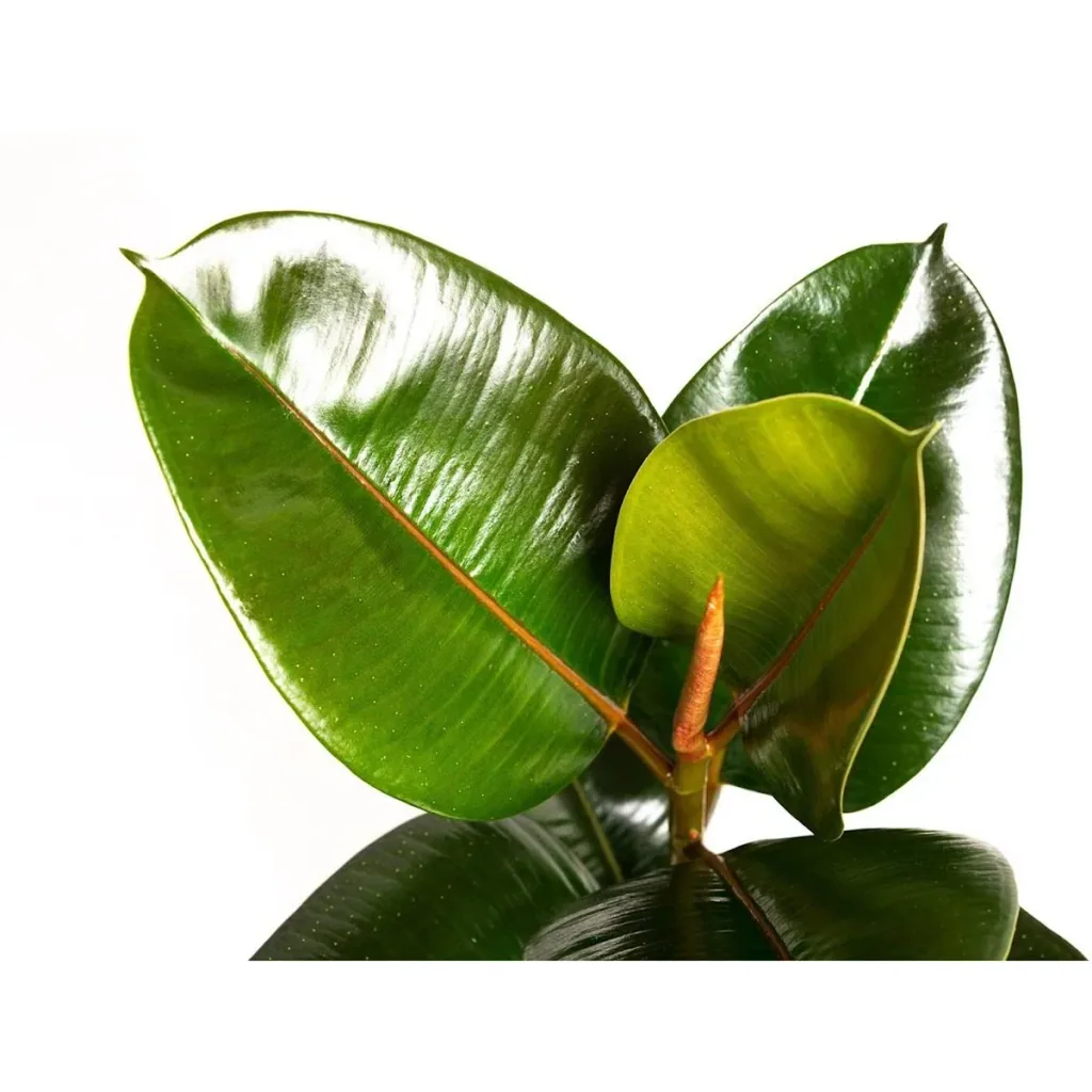 Aufblühender Gummibaum - Ficus Elastica Robusta - Groß - 50-60Cm - 2 Stück