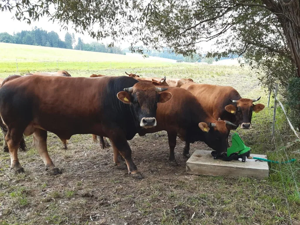 Weidepumpe P100 Duo mit Doppelhub und 1"-Anschluss