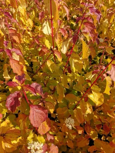 Hartriegel rot Midwinter Fire - Cornus sanguinea - 7.5 L Topf 70-80 cm