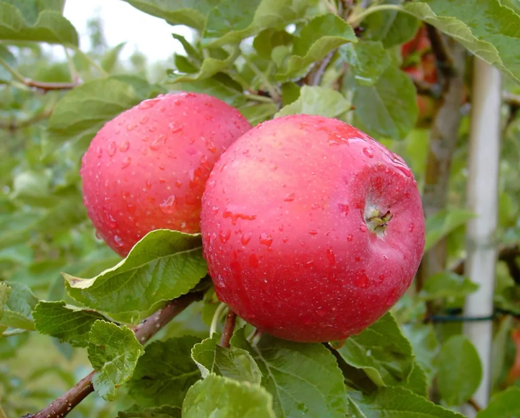 Apfel "Santana" Busch, im 10L-Container