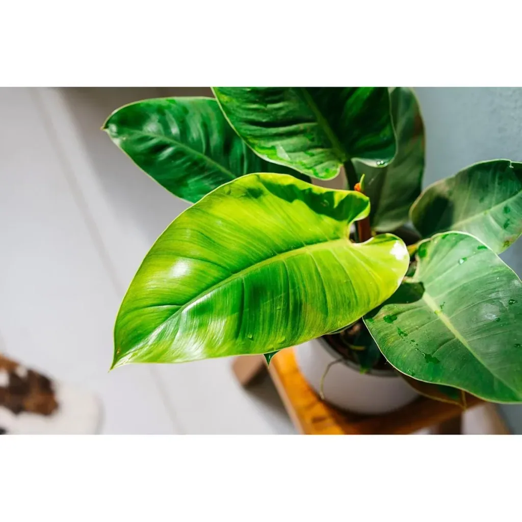Aufblühender Philondendron Imperial Grün Groß - 50-60cm - 1 Stück