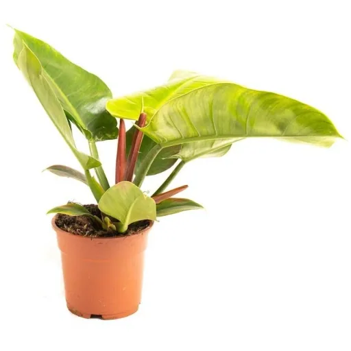 Aufblühender Philondendron Imperial Grün Groß - 50-60cm - 1 Stück