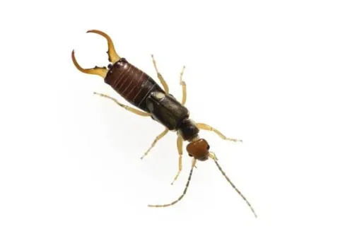 Insektenhotel