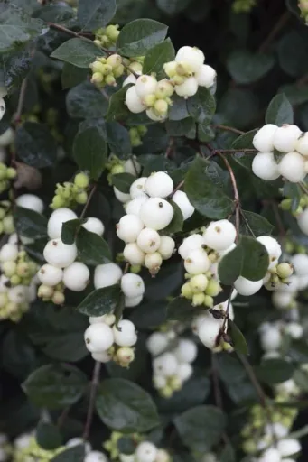 Schneebeere, Symphoricarpos door. "Magical Galaxy'", 4,6 Liter Topf, 50-60 cm hoch, 3er-Set